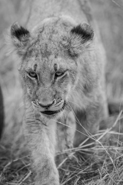 Güney Afrika 'daki Kruger Ulusal Parkı' nda siyah beyaz bir aslan yavrusunun kafasını kapatın..