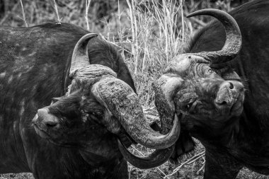 Güney Afrika 'daki Kruger Ulusal Parkı' nda siyah beyaz dövüşen iki Afrika bufalosu..