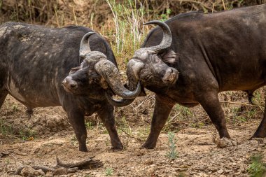 Güney Afrika Kruger Ulusal Parkı 'nda savaşan iki Afrika bufalosu..