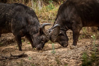 Güney Afrika Kruger Ulusal Parkı 'nda savaşan iki Afrika bufalosu..