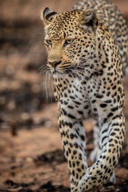 Güney Afrika 'daki Kruger Ulusal Parkı' nda dişi bir leoparın kafasını kapatın..