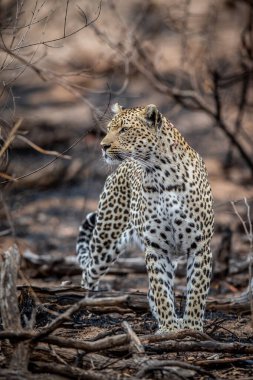 Güney Afrika 'daki Kruger Ulusal Parkı' nda Afrika çalılarında yürüyen bir leopar..