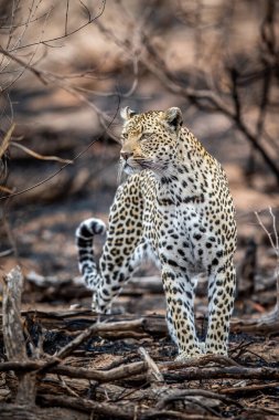 Güney Afrika 'daki Kruger Ulusal Parkı' nda Afrika çalılarında yürüyen bir leopar..