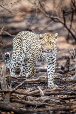 Güney Afrika 'daki Kruger Ulusal Parkı' nda Afrika çalılarında yürüyen bir leopar..