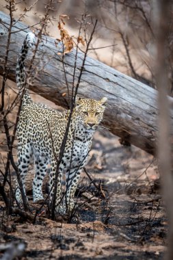 Güney Afrika 'daki Kruger Ulusal Parkı' ndaki ölü bir ağacın üzerinde leopar işareti var..