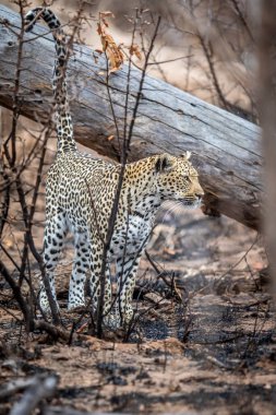 Güney Afrika 'daki Kruger Ulusal Parkı' ndaki ölü bir ağacın üzerinde leopar işareti var..