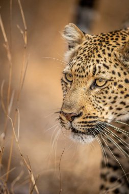 Güney Afrika 'daki Kruger Ulusal Parkı' nda bir leoparın kafasını kapatın..