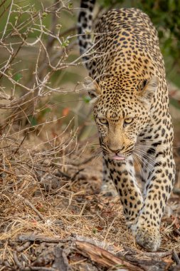 Güney Afrika 'daki Kruger Ulusal Parkı' nda bir leoparın kafasını kapatın..