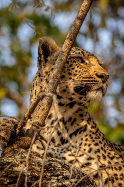 Güney Afrika 'daki Kruger Ulusal Parkı' ndaki bir ağaçtaki bir leoparın yakınına..