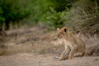 Güney Afrika 'daki Kruger Ulusal Parkı' nda kumların üzerinde oturan aslan yavrusu..