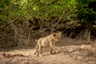 Güney Afrika 'daki Kruger Ulusal Parkı' nda kumda yürüyen aslan yavrusu..