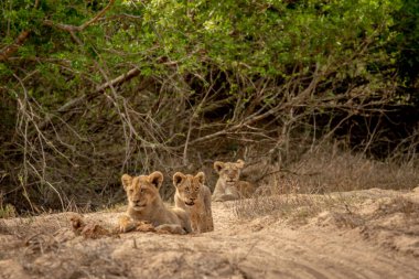 Güney Afrika 'daki Kruger Ulusal Parkı' nda kurak bir nehir yatağında aslan yavruları..