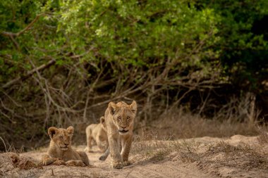 Güney Afrika 'daki Kruger Ulusal Parkı' nda kurak bir nehir yatağında aslan yavruları..