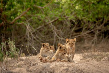 Güney Afrika 'daki Kruger Ulusal Parkı' nda kurak bir nehir yatağında aslan yavruları..