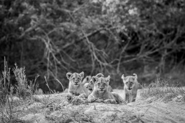 Güney Afrika 'daki Kruger Ulusal Parkı' nda siyah-beyaz bir nehir yatağında aslan yavruları..
