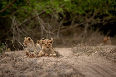 Güney Afrika 'daki Kruger Ulusal Parkı' nda kurak bir nehir yatağında aslan yavruları..
