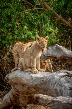 Güney Afrika 'daki Kruger Ulusal Parkı' nda devrilmiş bir ağaçta oturan aslan yavruları..