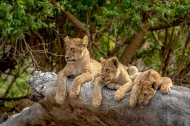 Güney Afrika 'daki Kruger Ulusal Parkı' nda devrilmiş bir ağaçta oturan aslan yavruları..