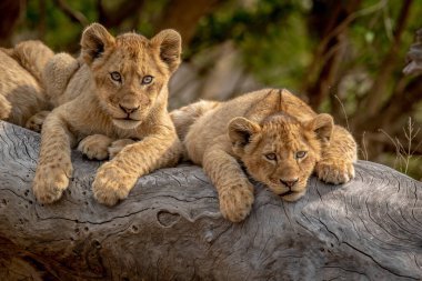 Güney Afrika 'daki Kruger Ulusal Parkı' nda devrilmiş bir ağaçta oturan aslan yavruları..