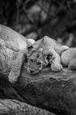 Güney Afrika 'daki Kruger Ulusal Parkı' nda devrilmiş siyah beyaz bir ağaçta oturan aslan yavruları..