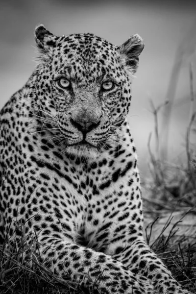 Крупный План Большого Самца Леопарда Черно Белом Цвете Национальном Парке — стоковое фото