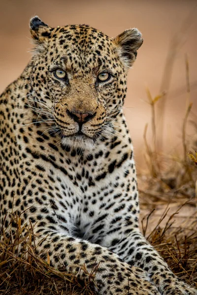 Büyük bir erkek leopar Kruger National Park, Güney Afrika için yakın çekim.