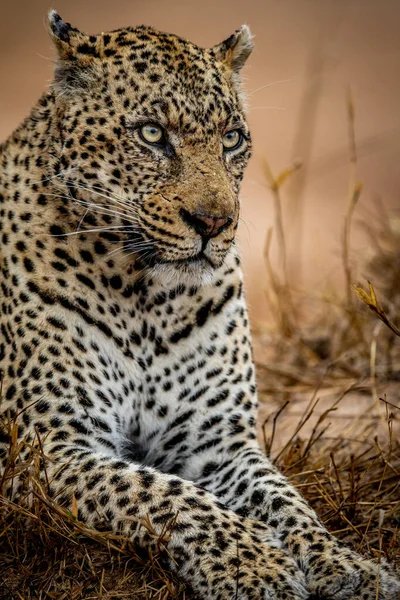 Primer Plano Gran Leopardo Macho Parque Nacional Kruger Sudáfrica — Foto de Stock