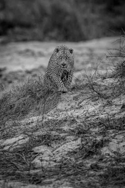 Siyah Beyaz Kameraya Doğru Yürüyen Büyük Erkek Leopar Kruger Ulusal — Stok fotoğraf