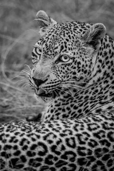 Güney Afrika 'daki Kruger Ulusal Parkı' nda siyah beyaz bir kadın leoparın fotoğrafını çek..