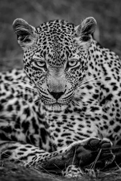 Nahaufnahme Einer Leopardin Schwarz Weiß Kruger Nationalpark Südafrika — Stockfoto