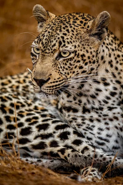 Κοντινό Πλάνο Ενός Θηλυκού Leopard Στο Εθνικό Πάρκο Kruger Νότια — Φωτογραφία Αρχείου