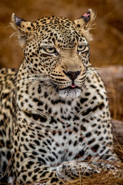 Close Uma Leopardo Fêmea Parque Nacional Kruger África Sul — Fotografia de Stock