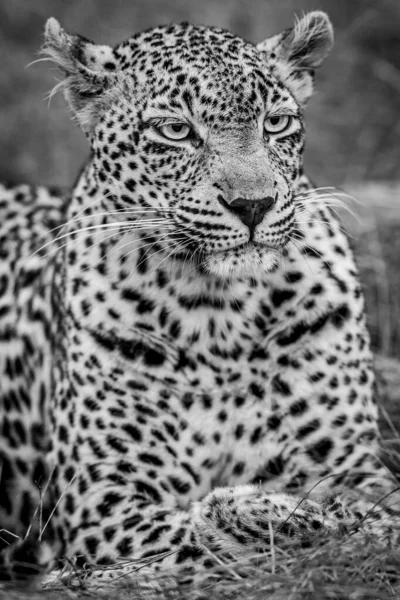 Primo Piano Leopardo Femmina Bianco Nero Nel Kruger National Park — Foto Stock