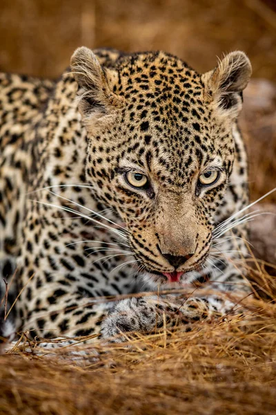 Güney Afrika 'daki Kruger Ulusal Parkı' nda dişi bir leoparın yakın çekimi..