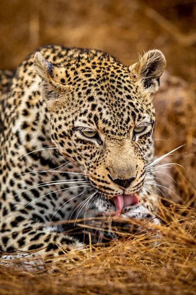 Nahaufnahme Eines Leopardenweibchens Kruger Nationalpark Südafrika — Stockfoto