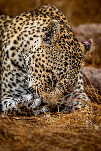 Крупный План Самки Леопарда Национальном Парке Крюгера Юар — стоковое фото