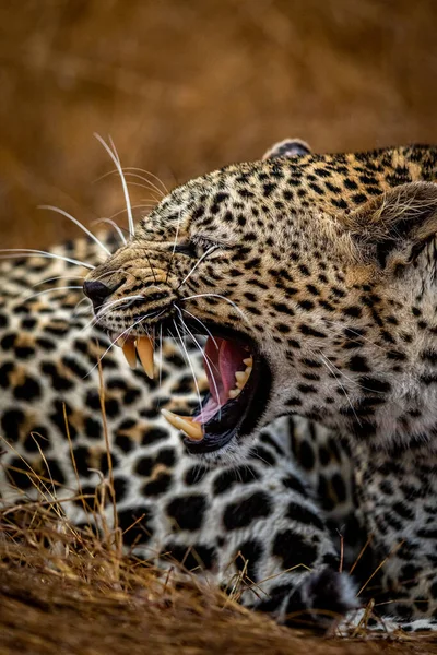 Leopardo Fêmea Rosnando Parque Nacional Kruger África Sul — Fotografia de Stock