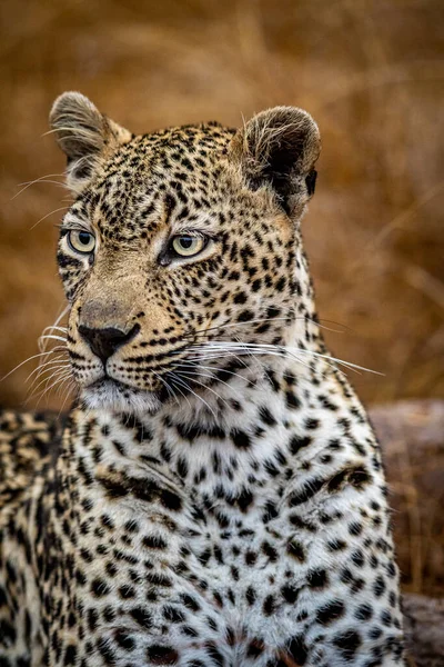 Güney Afrika 'daki Kruger Ulusal Parkı' nda dişi bir leoparın yakın çekimi..