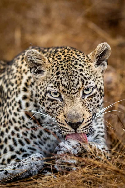 Güney Afrika 'daki Kruger Ulusal Parkı' nda dişi bir leoparın yakın çekimi..