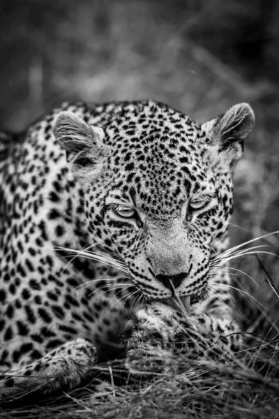 Close Female Leopard Black White Kruger National Park South Africa — Stock Photo, Image