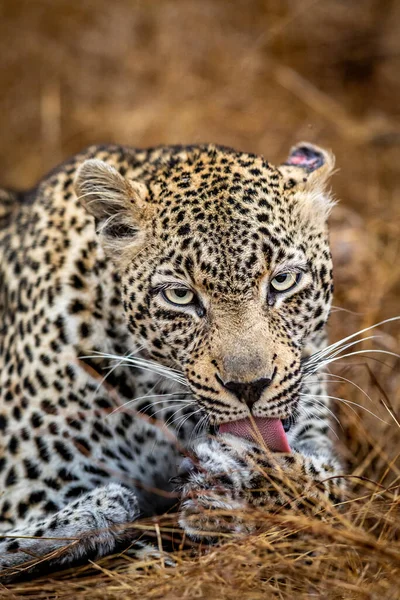 Primer Plano Una Mujer Leopardo Parque Nacional Kruger Sudáfrica —  Fotos de Stock