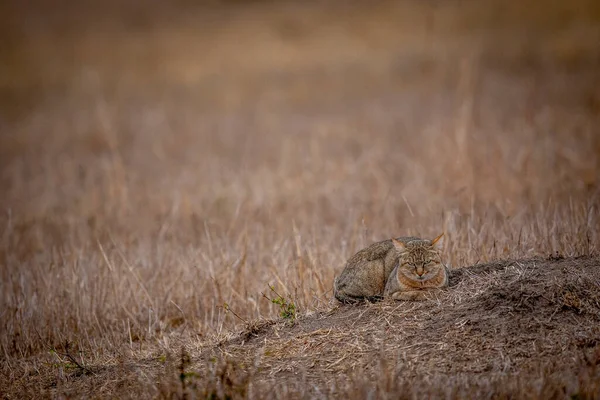 Gatto Selvatico Africano Sdraiato Sull Erba Nel Kruger National Park — Foto Stock