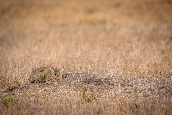 Gatto Selvatico Africano Sdraiato Sull Erba Nel Kruger National Park — Foto Stock