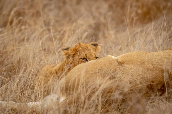 Löwenjunges Säugen Von Seiner Mutter Krüger Nationalpark Südafrika — Stockfoto