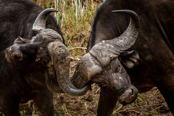 Güney Afrika Kruger Ulusal Parkı Nda Savaşan Iki Afrika Bufalosu — Stok fotoğraf
