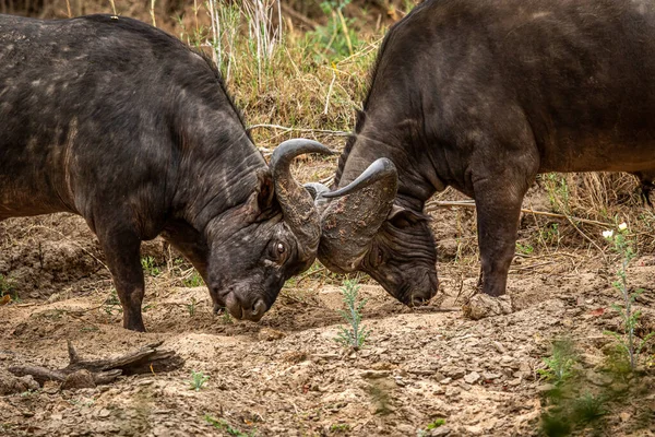 Güney Afrika Kruger Ulusal Parkı 'nda savaşan iki Afrika bufalosu..