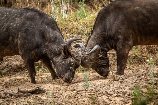 Güney Afrika Kruger Ulusal Parkı 'nda savaşan iki Afrika bufalosu..