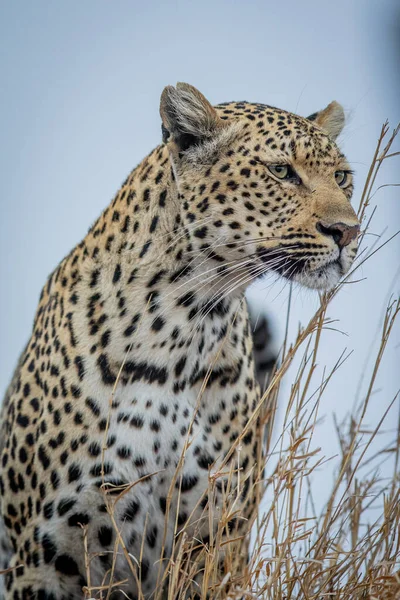 Close Van Een Vrouwelijk Leopard Hoofd Het Kruger National Park — Stockfoto
