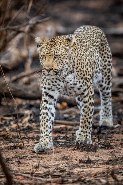 Güney Afrika 'daki Kruger Ulusal Parkı' nda Afrika çalılarında yürüyen bir leopar..