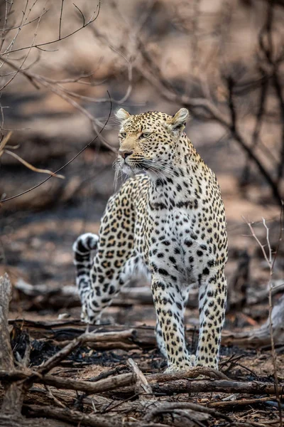 Leopard Περπάτημα Στην Αφρικανική Θάμνο Στο Kruger National Park Νότια — Φωτογραφία Αρχείου